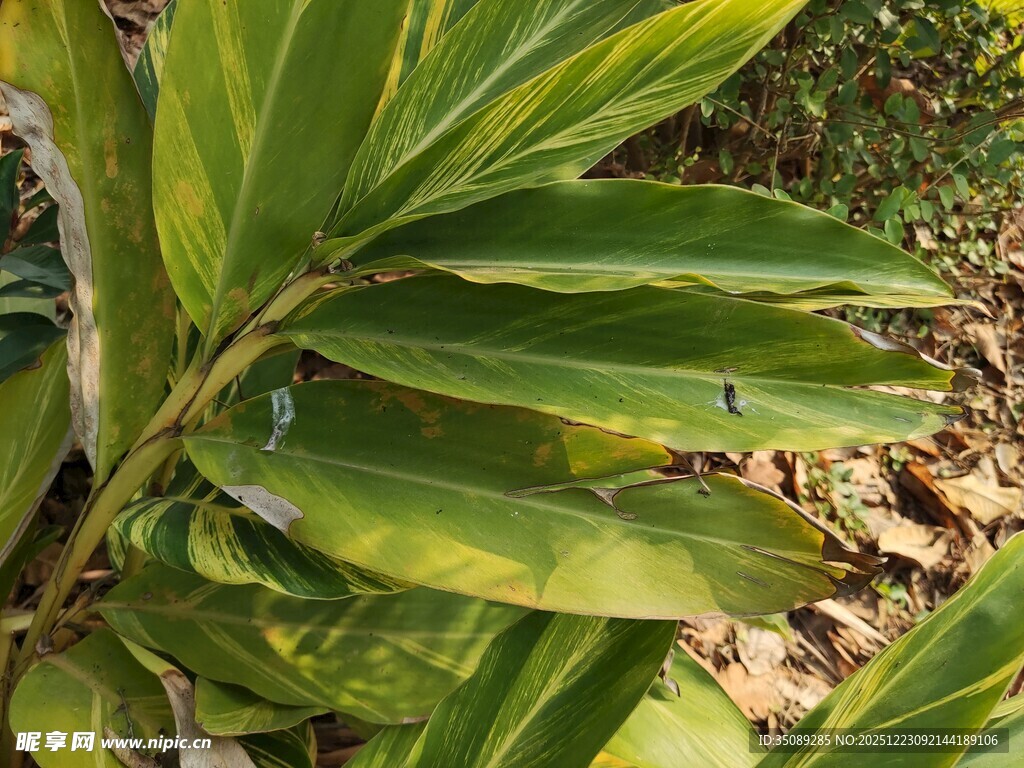 翠绿斑斓的热带植物叶片