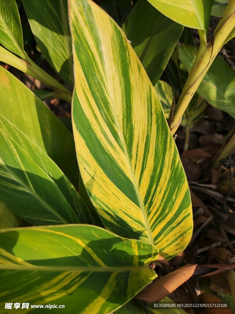 黄绿条纹叶片特写