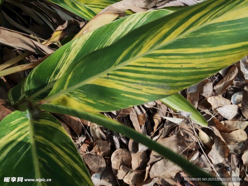 黄绿条纹叶片特写