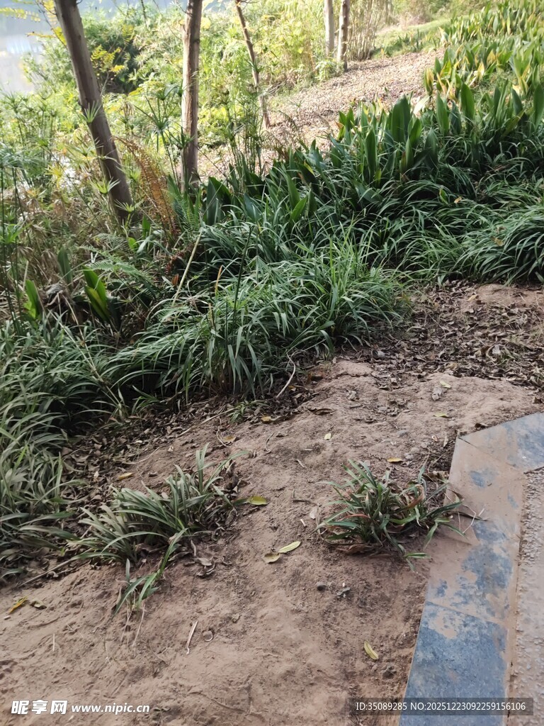 户外小径旁的绿植景观