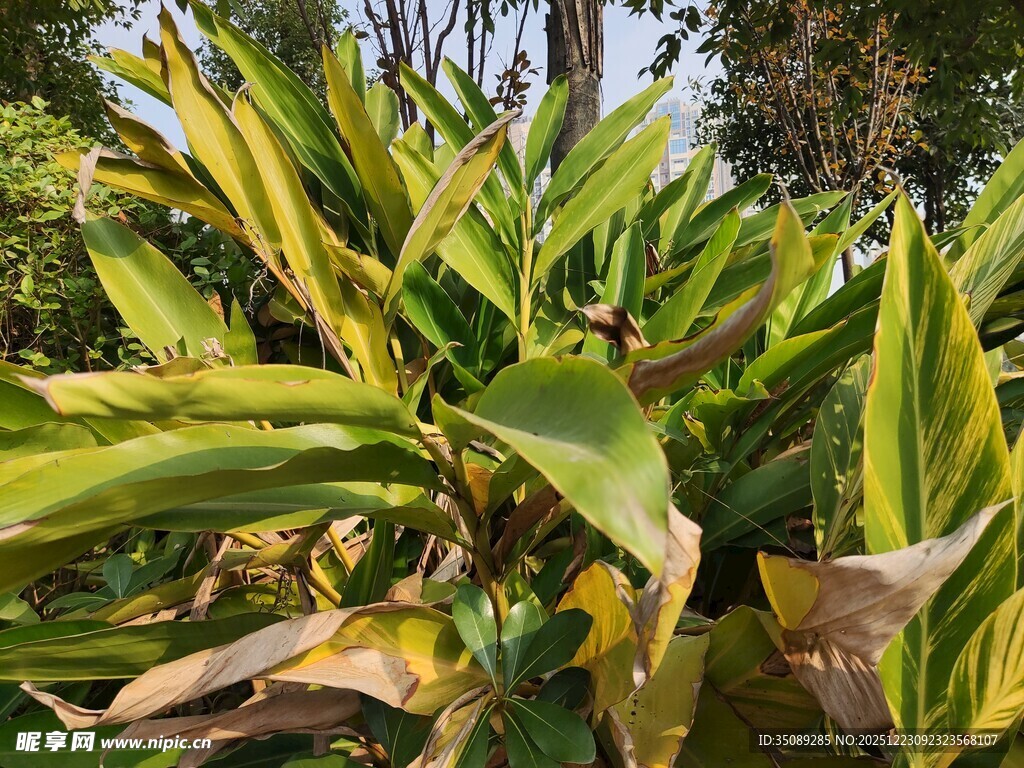 黄绿相间的斑斓植物