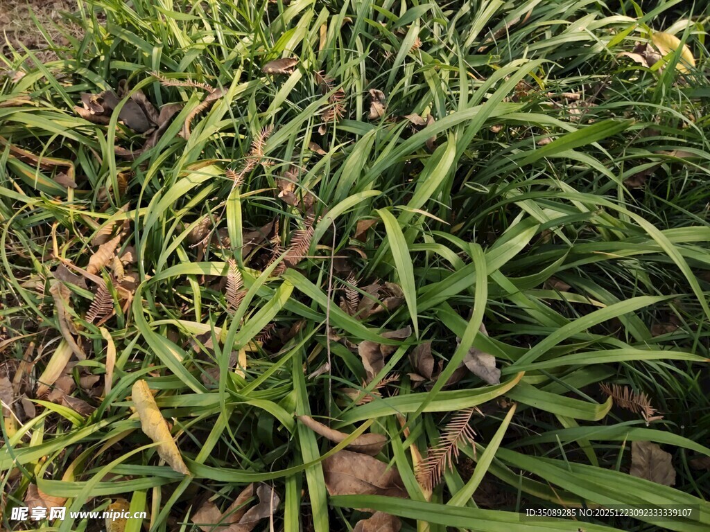 翠绿繁茂的长条状植物