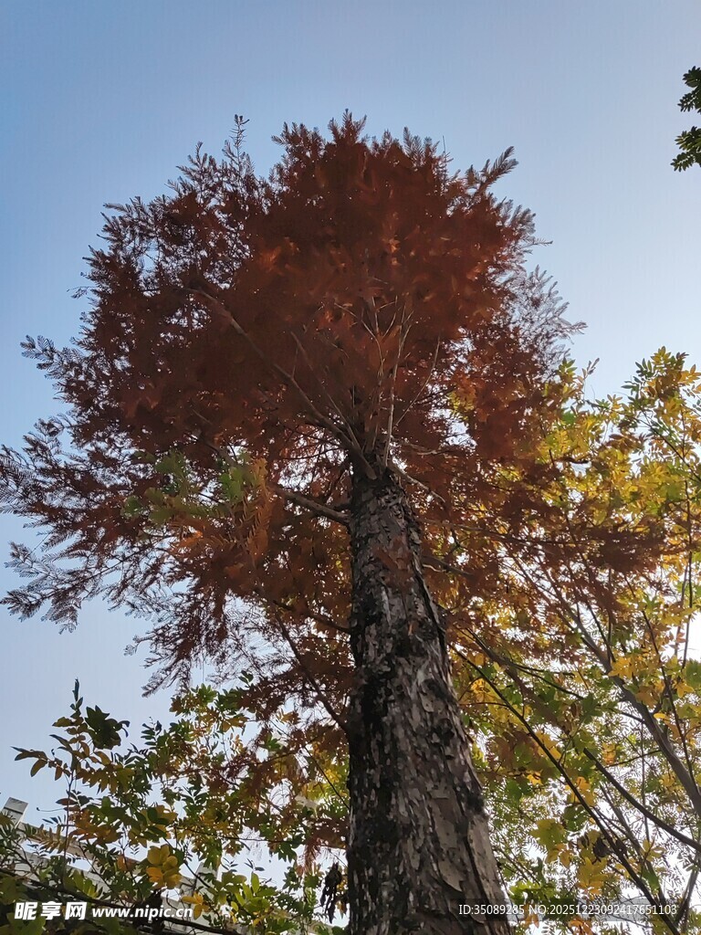 秋日挺拔红冠大树