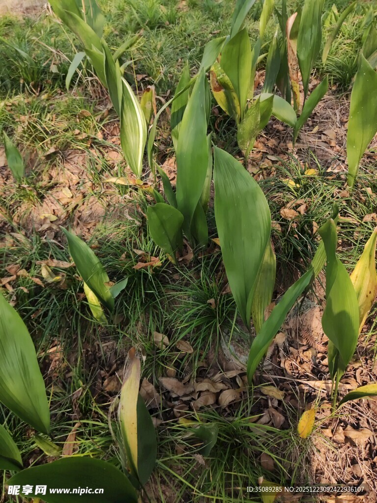 田间嫩绿玉米苗生长景象