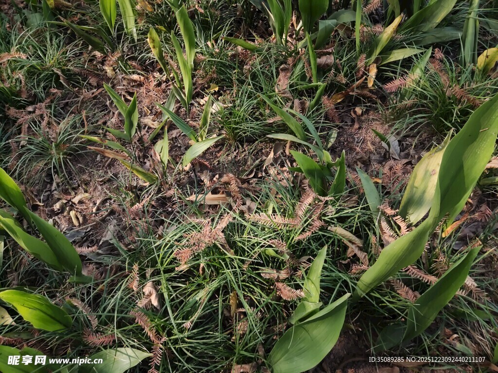 田间嫩绿玉米苗生长景象