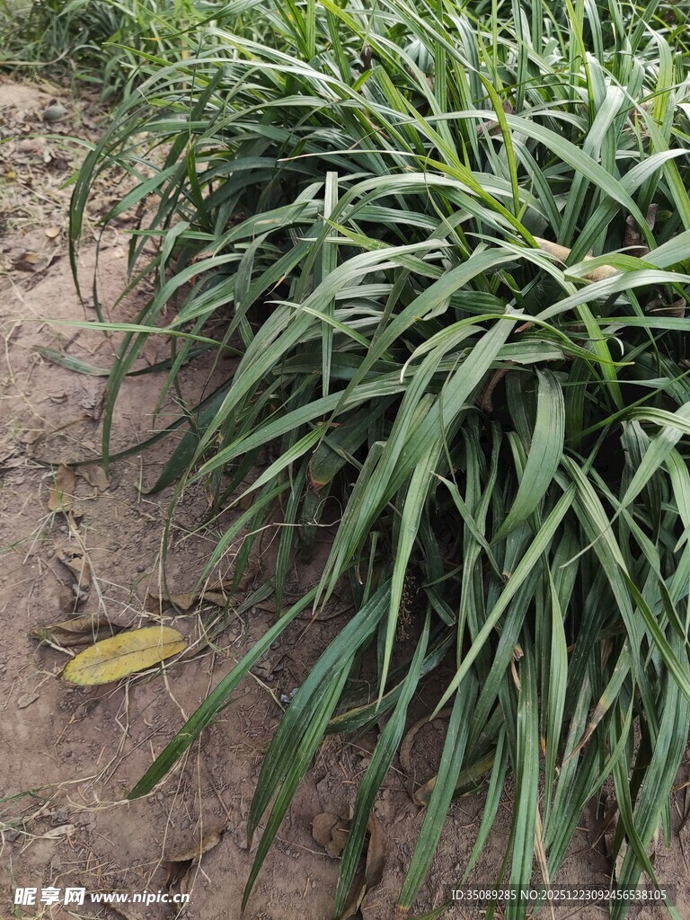 田间葱郁的绿色植物