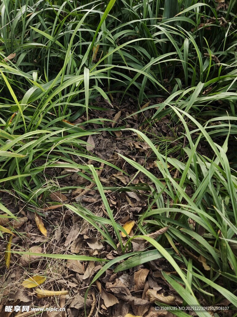 草丛中的枯叶景象