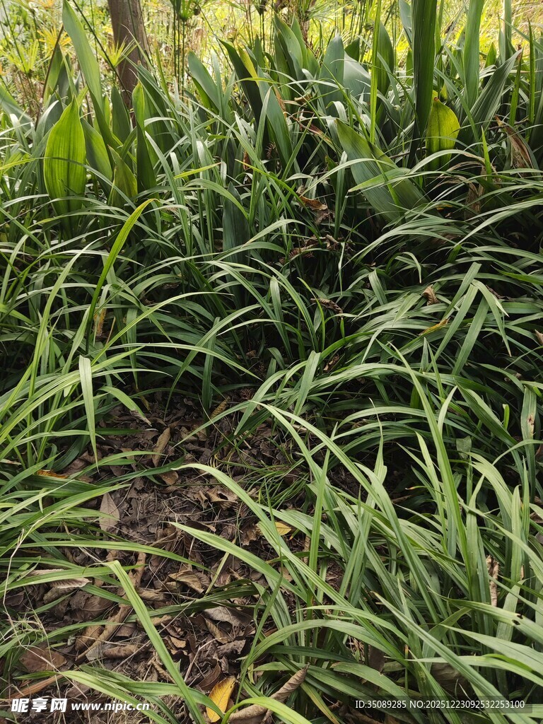 茂密丛生的绿色草本植物