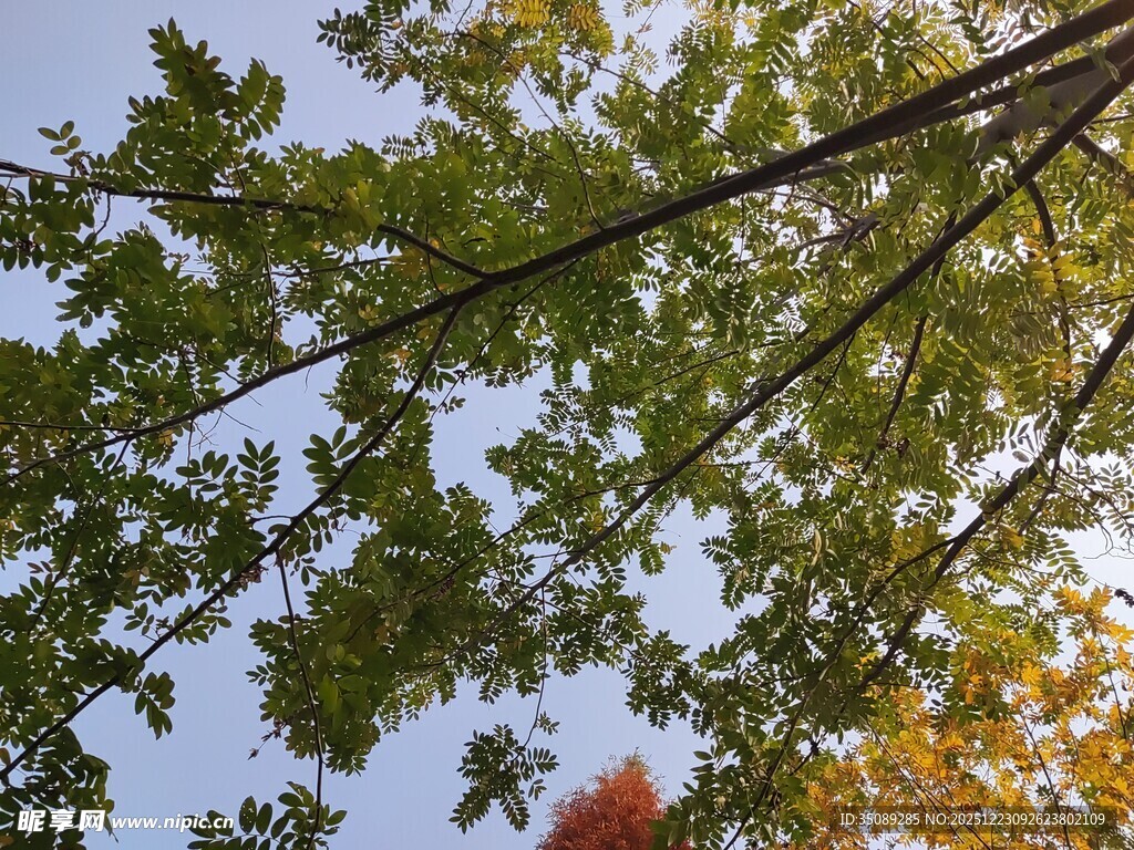 秋日树梢斑斓枝叶映蓝天