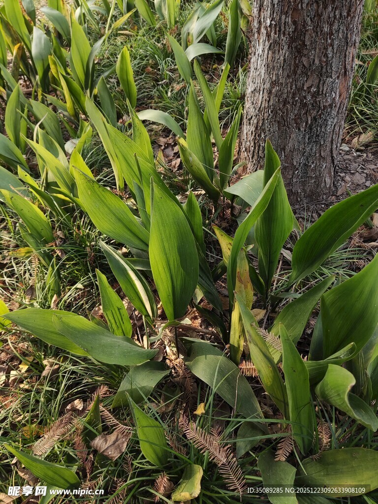 树下绿植生机勃勃