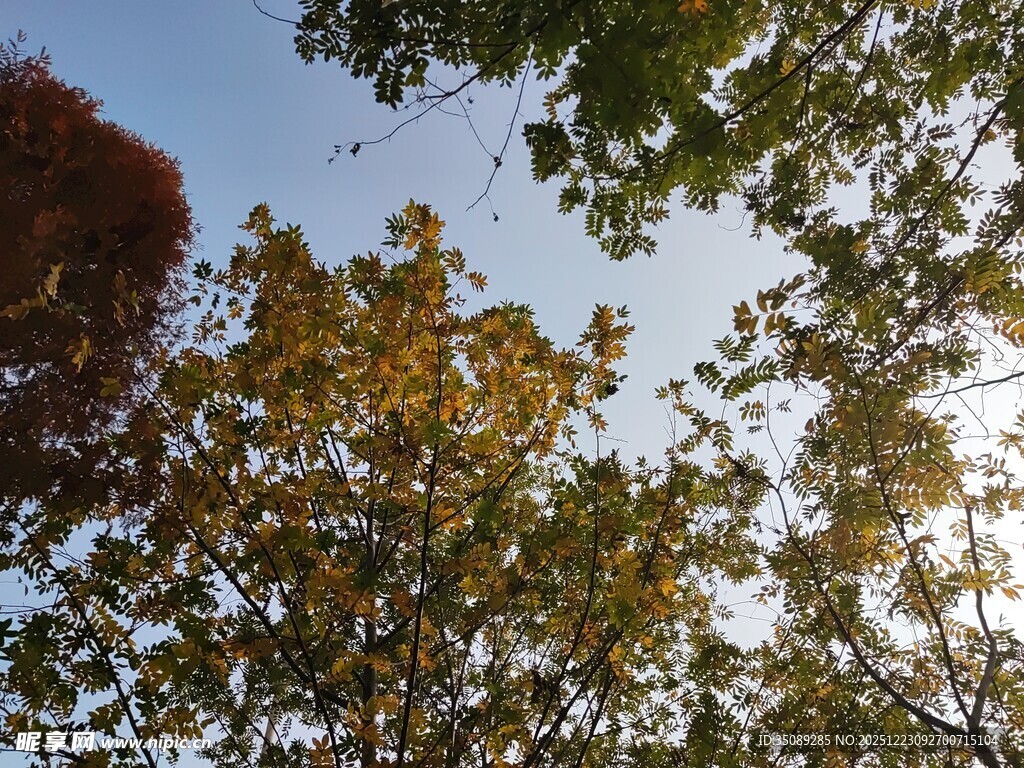 秋日树梢斑斓树叶映蓝天