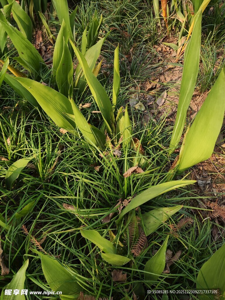 翠绿生机的野外植物群落