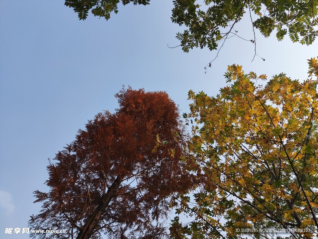 秋日多彩树木仰望视角