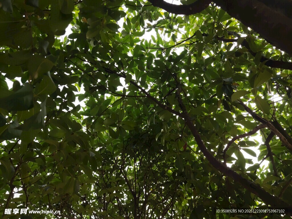 透过树叶看斑驳阳光