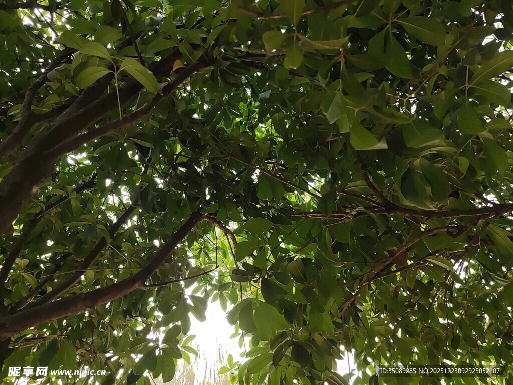 绿荫下的繁茂树冠