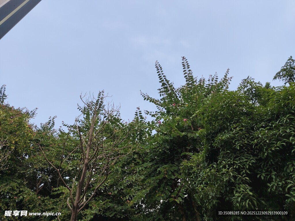 繁茂绿树映衬蓝天