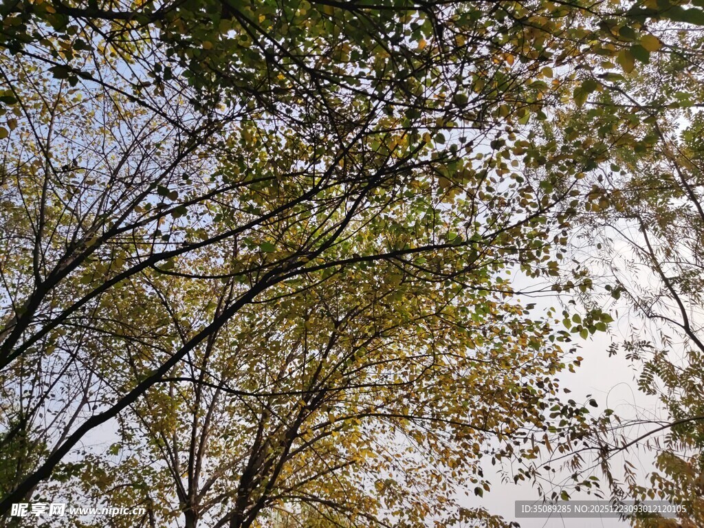 秋日树枝间的斑驳光影