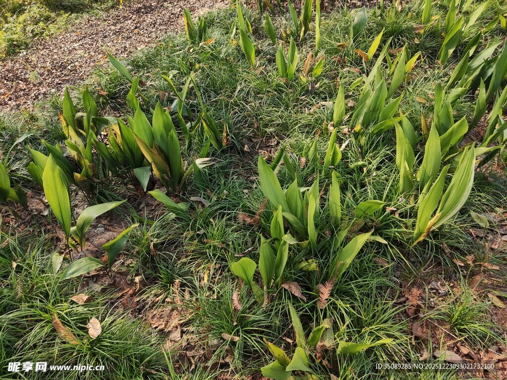 田间嫩绿植物生机勃勃