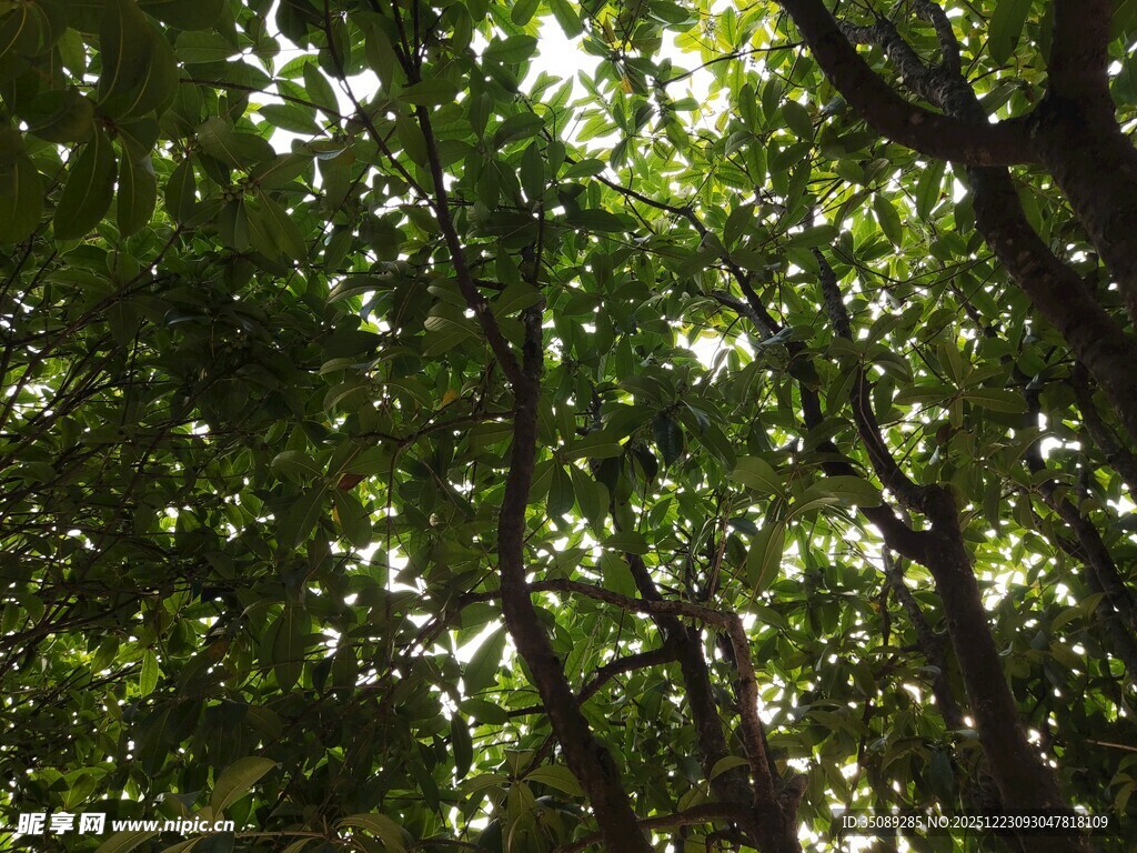 阳光洒落茂密树林间