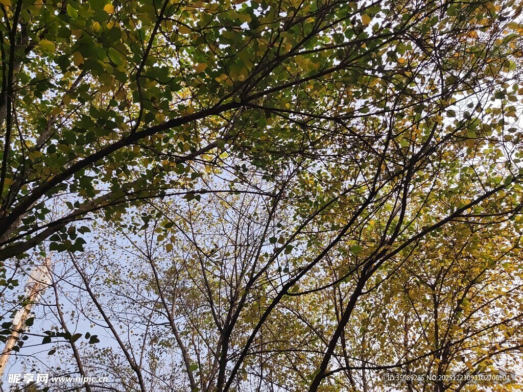 秋日树林枝叶景观