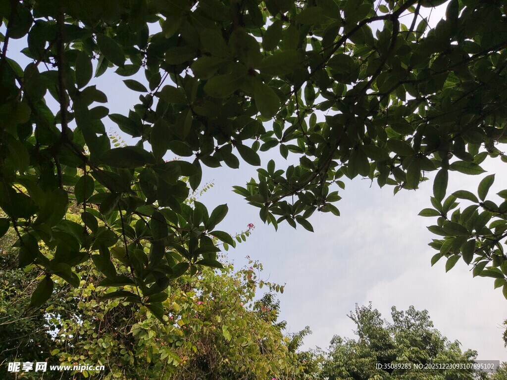 透过枝叶看晴朗天空