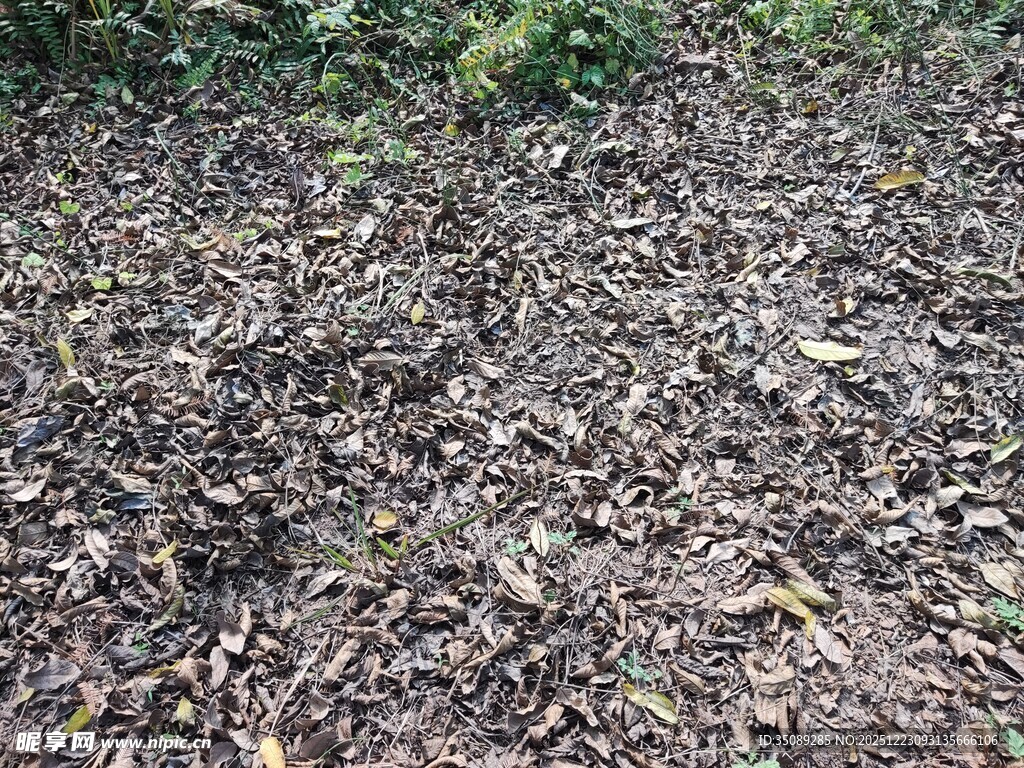 地面枯叶景象