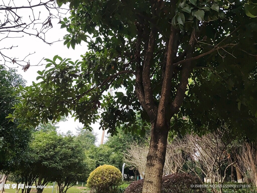 园林中繁茂的树木景观