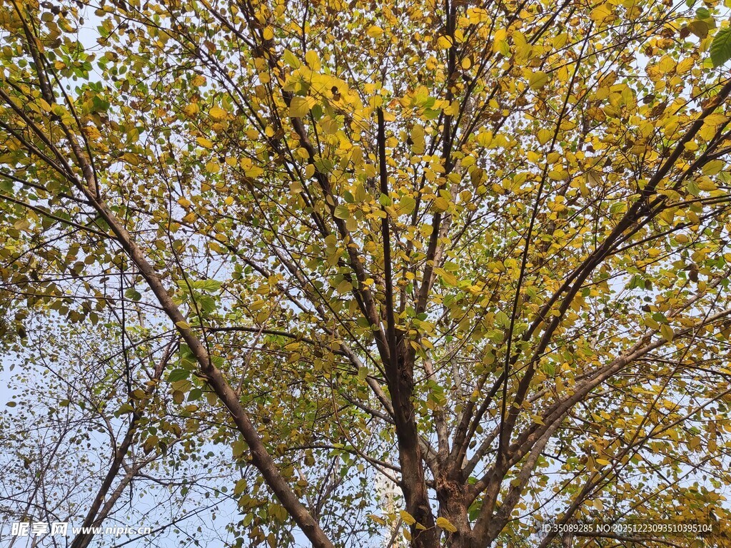 秋日金黄树叶的繁茂树木