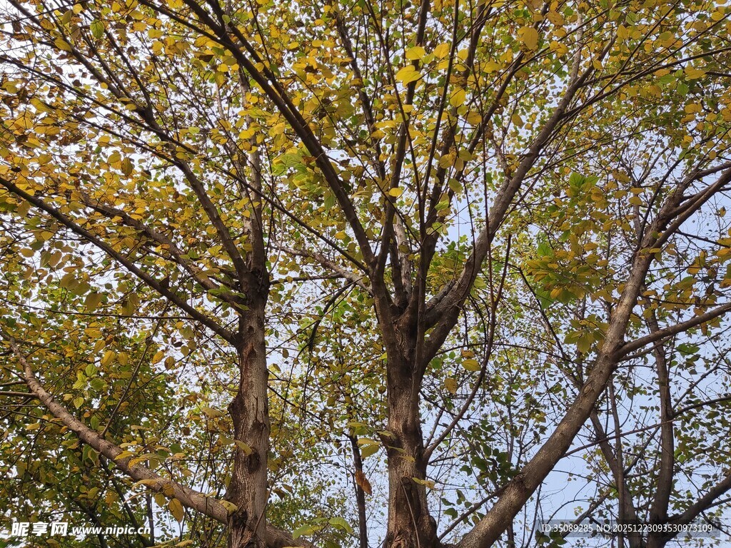 秋日双树黄叶映晴空
