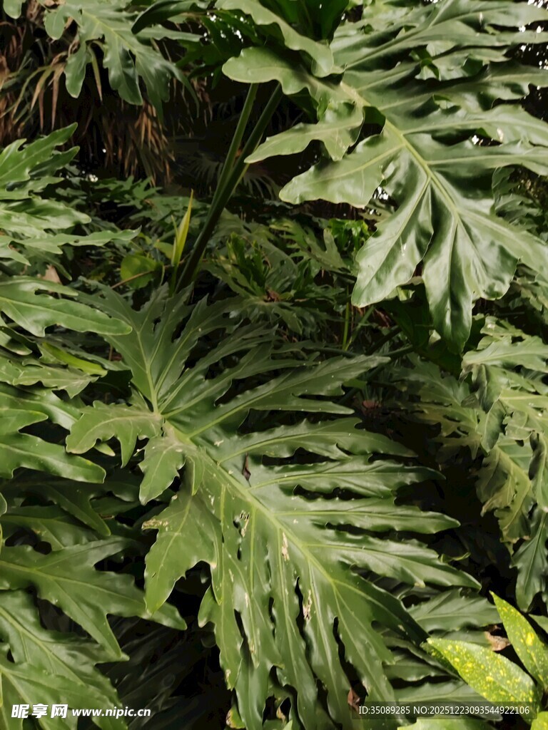 繁茂绿植叶片特写