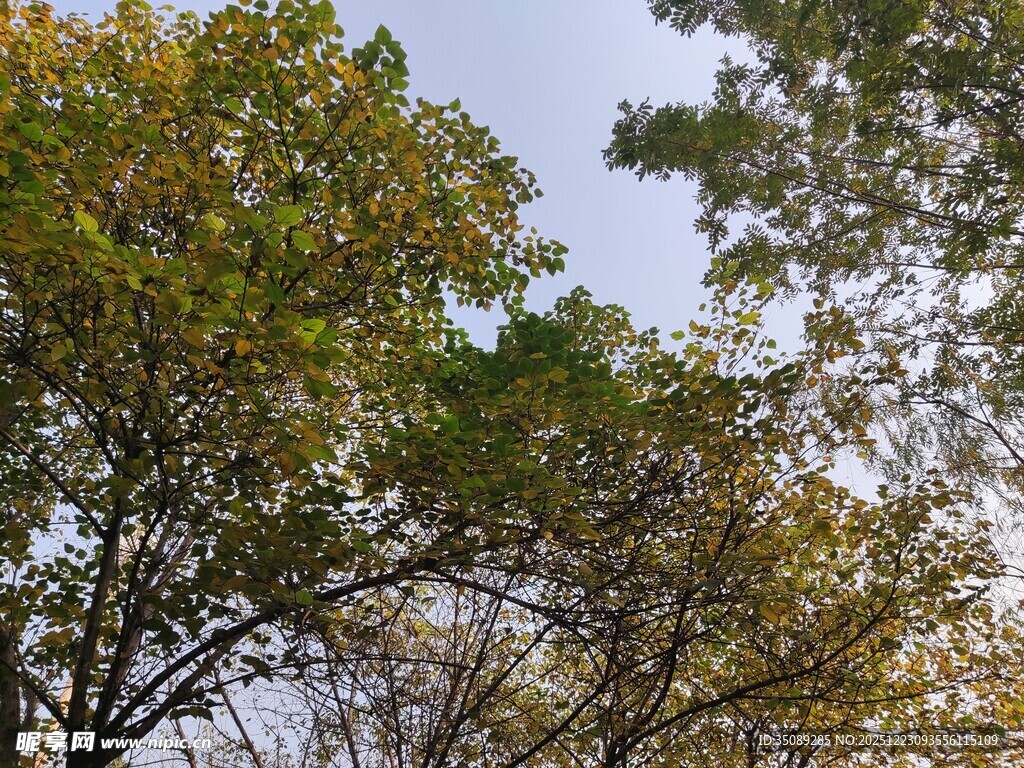 秋日树梢蓝天映衬绿意