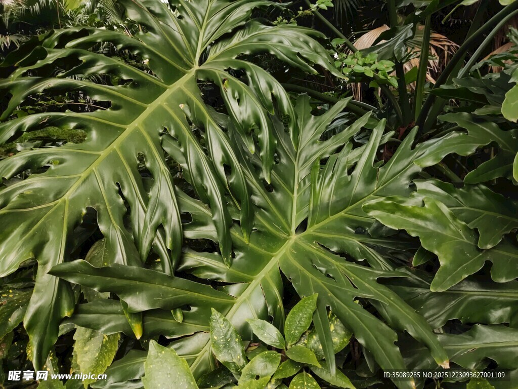 大型羽状绿叶植物特写