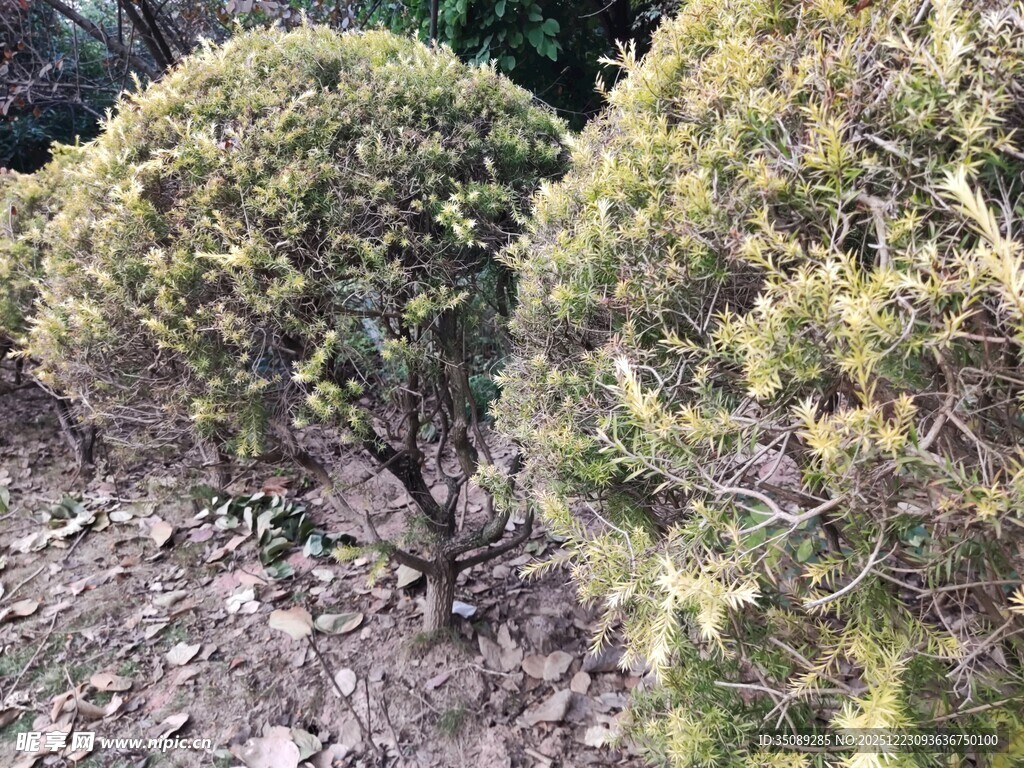 修剪整齐的球状灌木