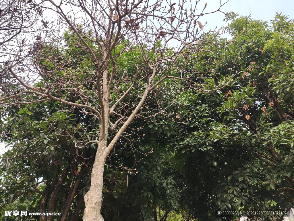 光秃树干与繁茂绿树对比