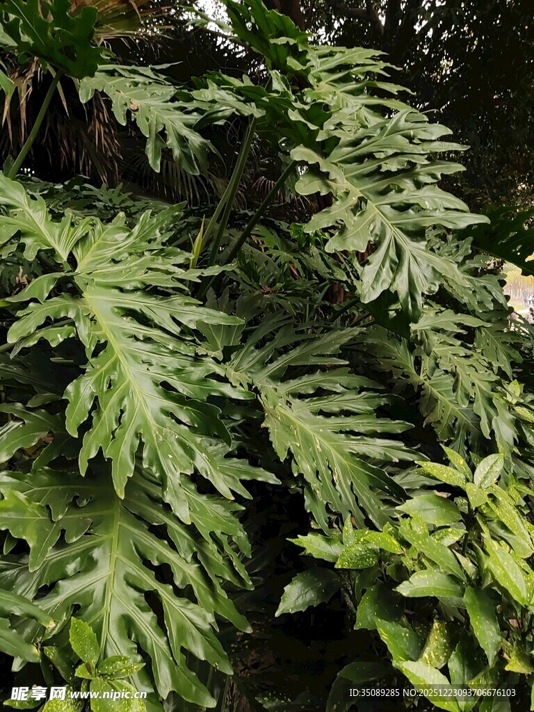 翠绿繁茂的羽状叶片植物
