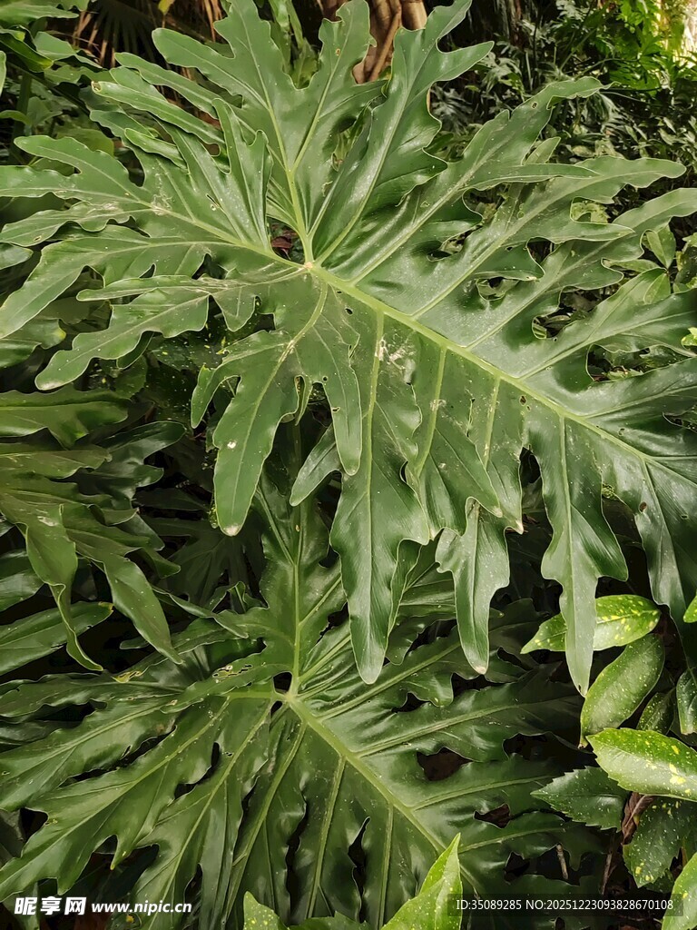 羽状叶片的绿色植物