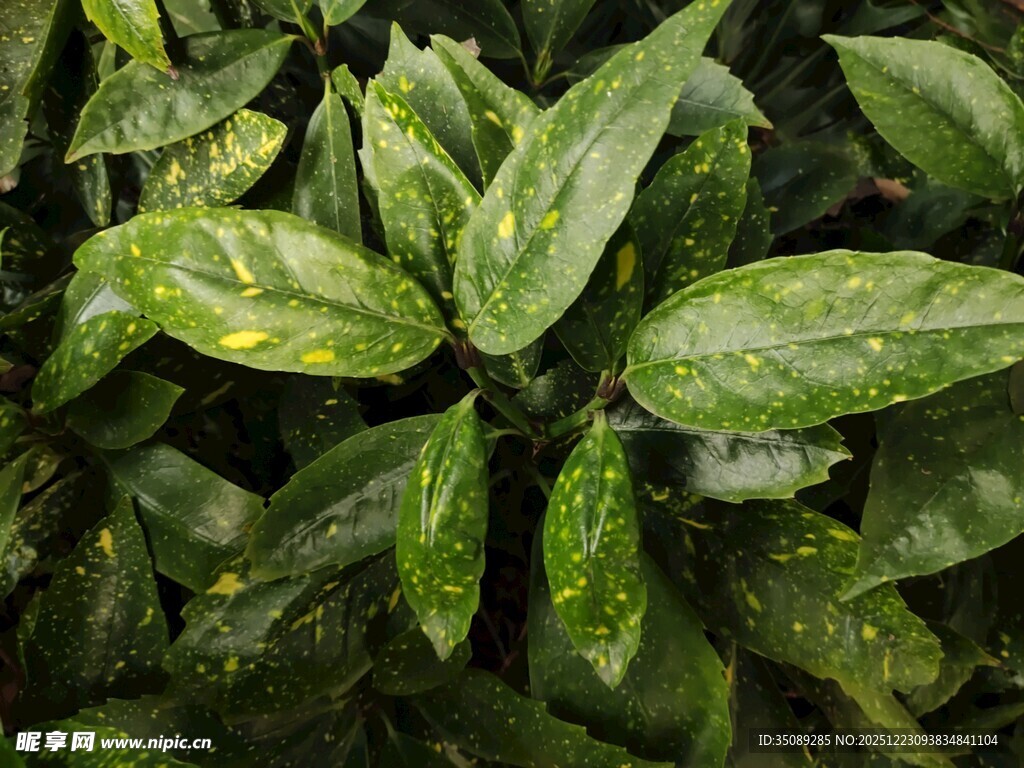 翠绿斑驳叶片特写