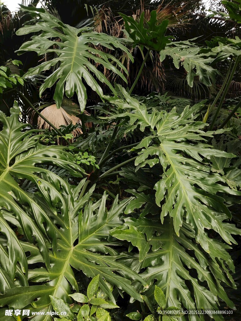 羽状叶片的绿色植物