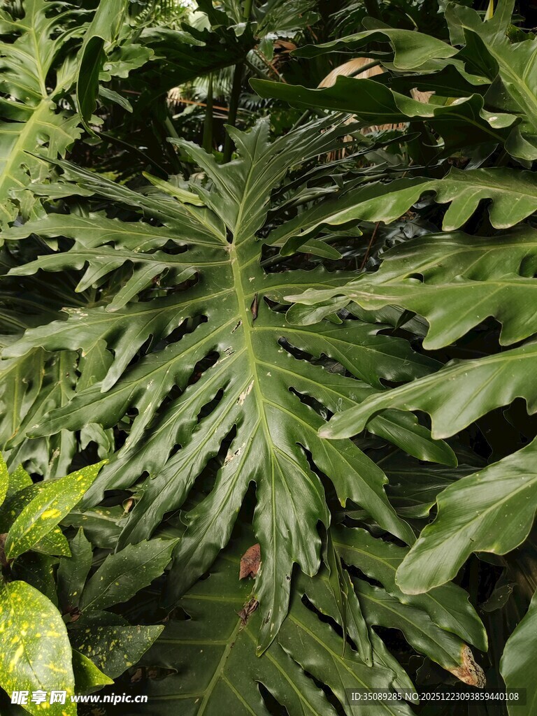 羽状裂叶绿植特写