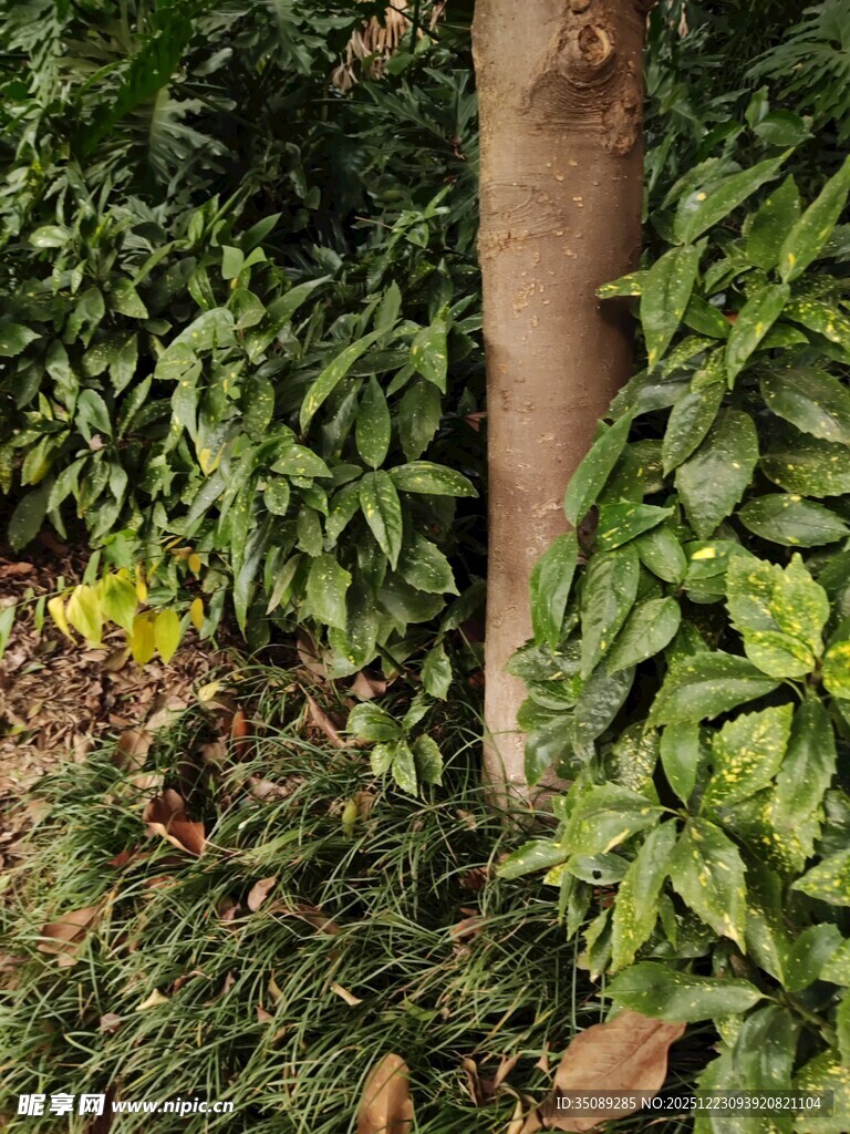 树干旁的繁茂绿植