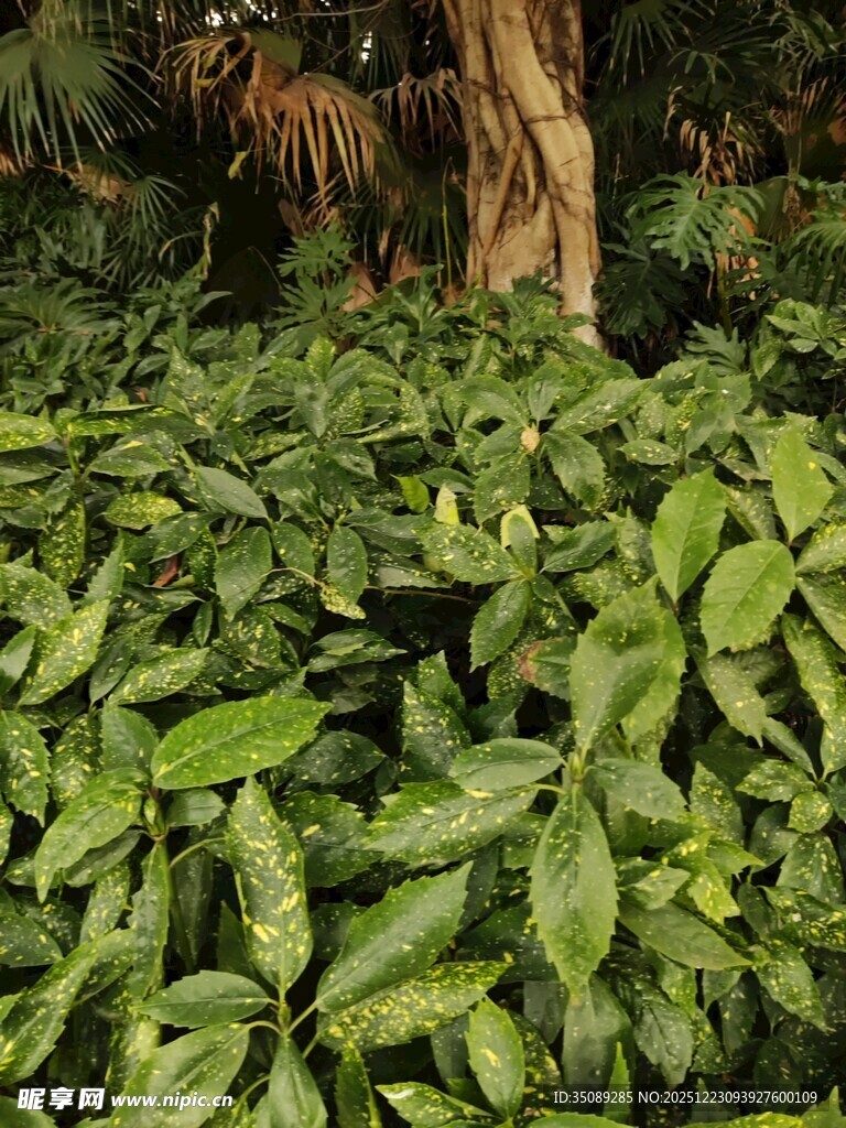茂密绿植繁茂叶片景象