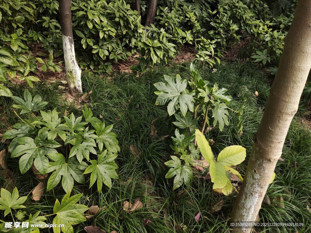 林间绿植与树干景象