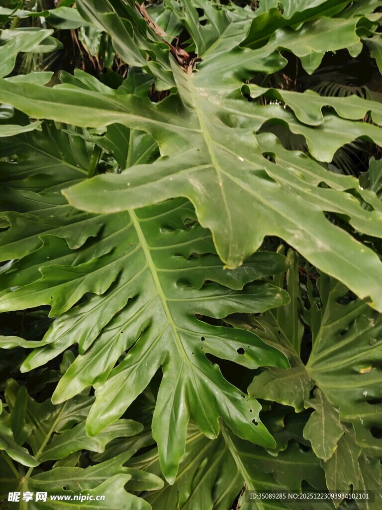 羽状叶片的绿色蕨类植物