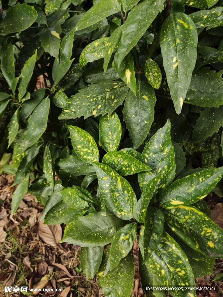 翠绿叶片上的斑驳植物