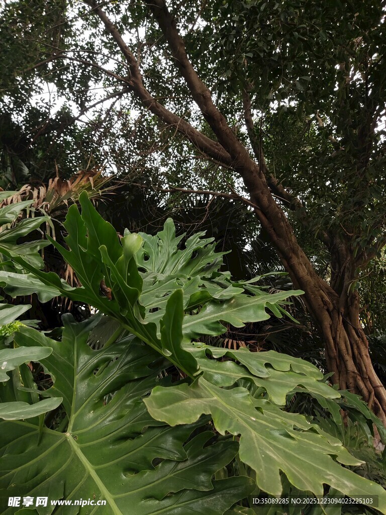 繁茂绿植与树木景观