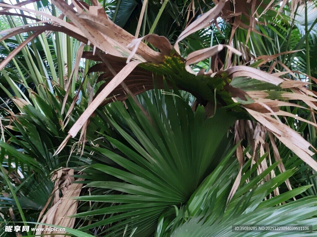 翠绿棕桐叶特写