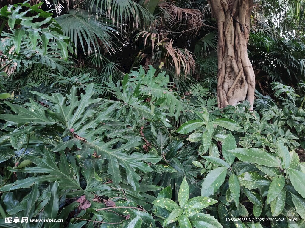 繁茂绿植环绕的树干