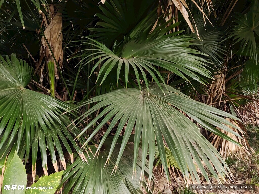 翠绿蒲葵叶片特写