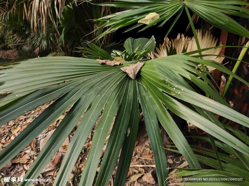 宽大翠绿的扇形植物叶片