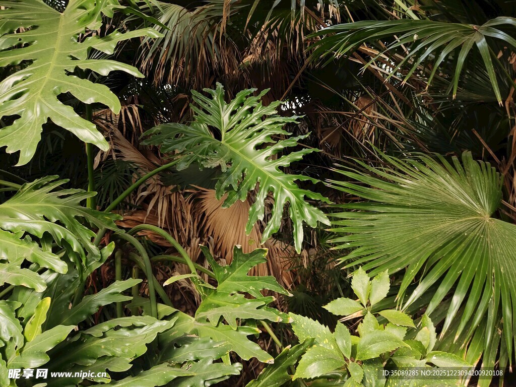 繁茂热带绿植景观